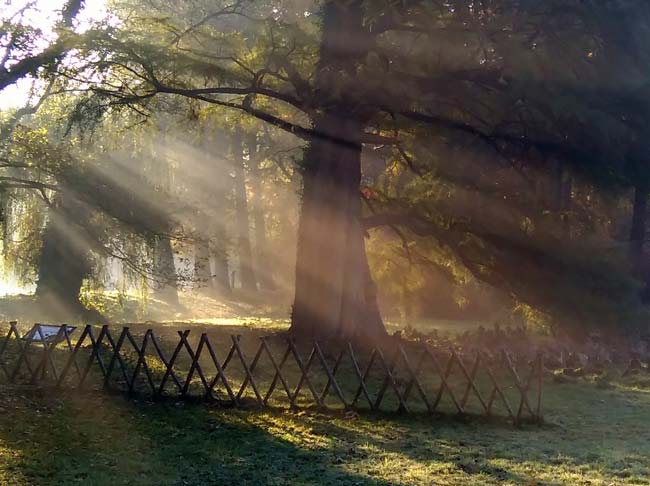 Arboretum Kórnickie - fot. K. Broniewska