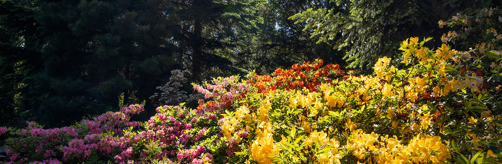 Dni azalii i różaneczników w Arboretum Kórnickim