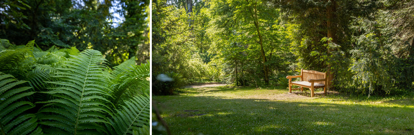 Dni azalii i różaneczników w Arboretum Kórnickim