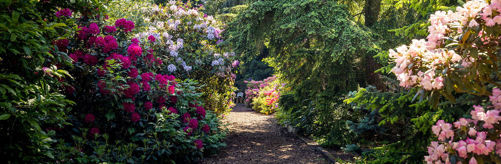 Dni azalii i różaneczników w Arboretum Kórnickim