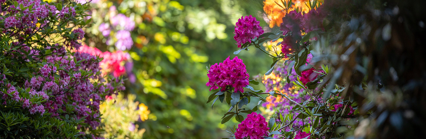 Dni azalii i różaneczników w Arboretum Kórnickim