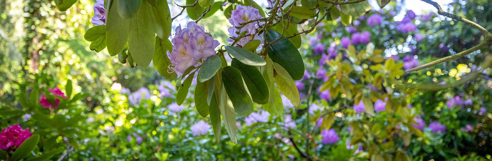 Dni azalii i różaneczników w Arboretum Kórnickim