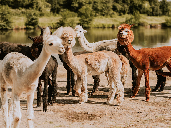 Mini Zoo Gościniec Marzymięta