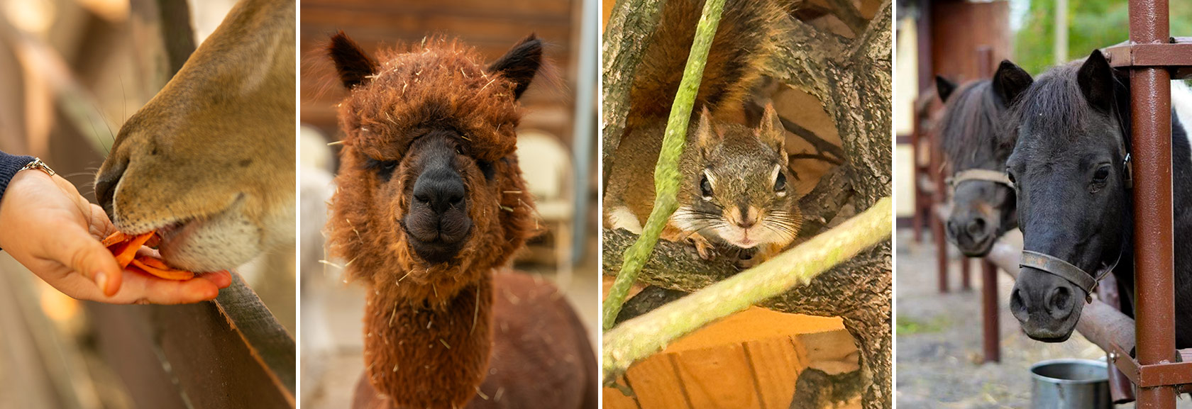 Mini Zoo Gościniec Marzymięta