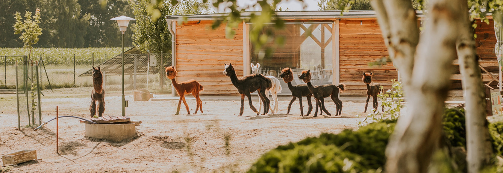 Mini Zoo Gościniec Marzymięta
