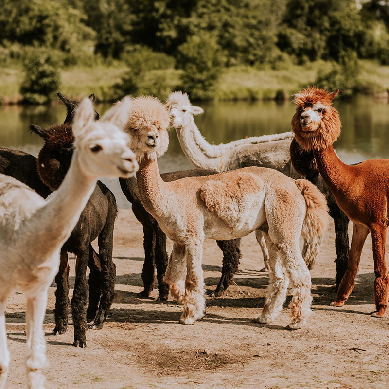 Mini Zoo Gościniec Marzymięta