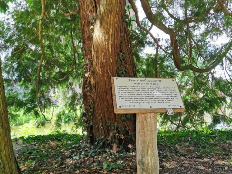 Arboretum Kórnickie