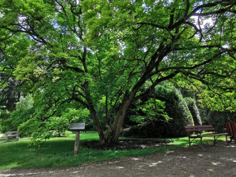 Arboretum Kórnickie