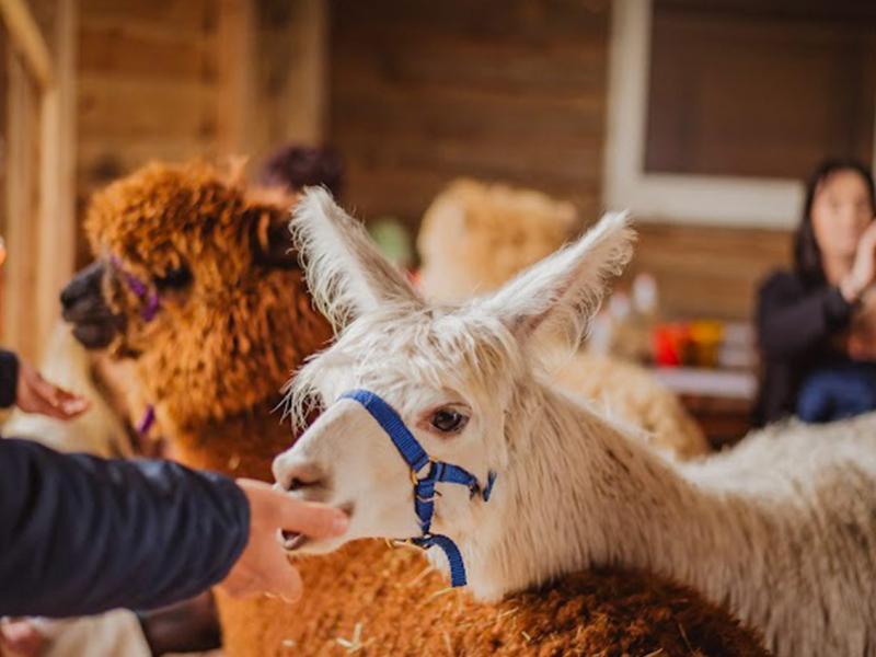Mini Zoo Gościniec Marzymięta