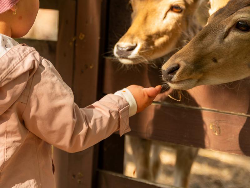 Mini Zoo Gościniec Marzymięta