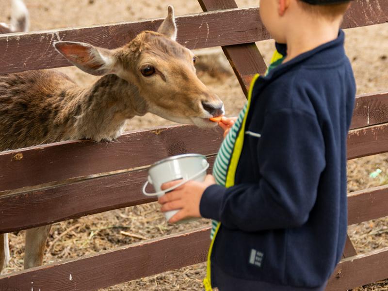 Mini Zoo Gościniec Marzymięta
