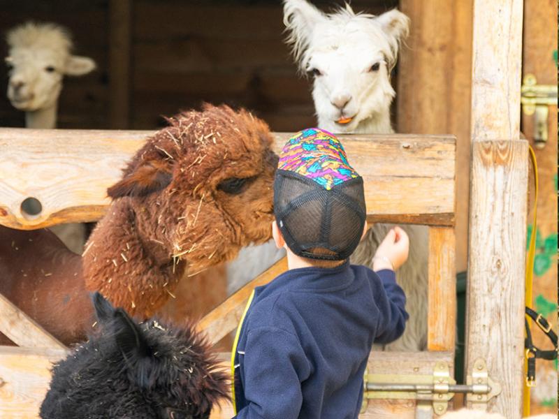 Mini Zoo Gościniec Marzymięta