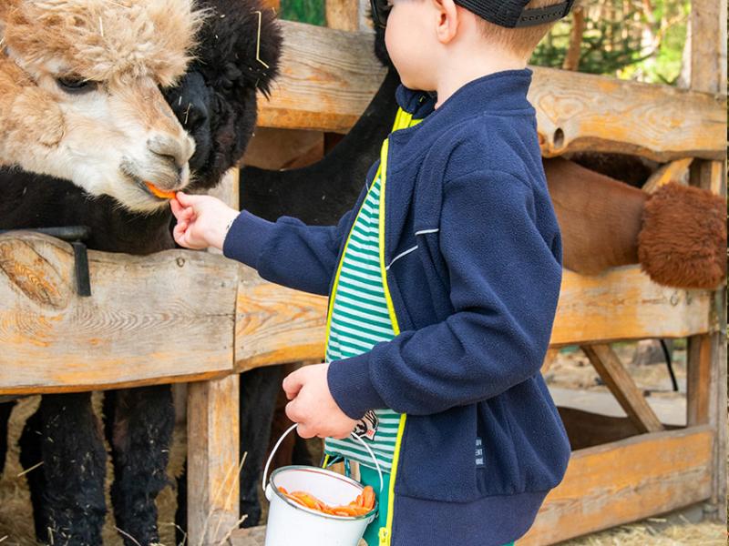 Mini Zoo Gościniec Marzymięta