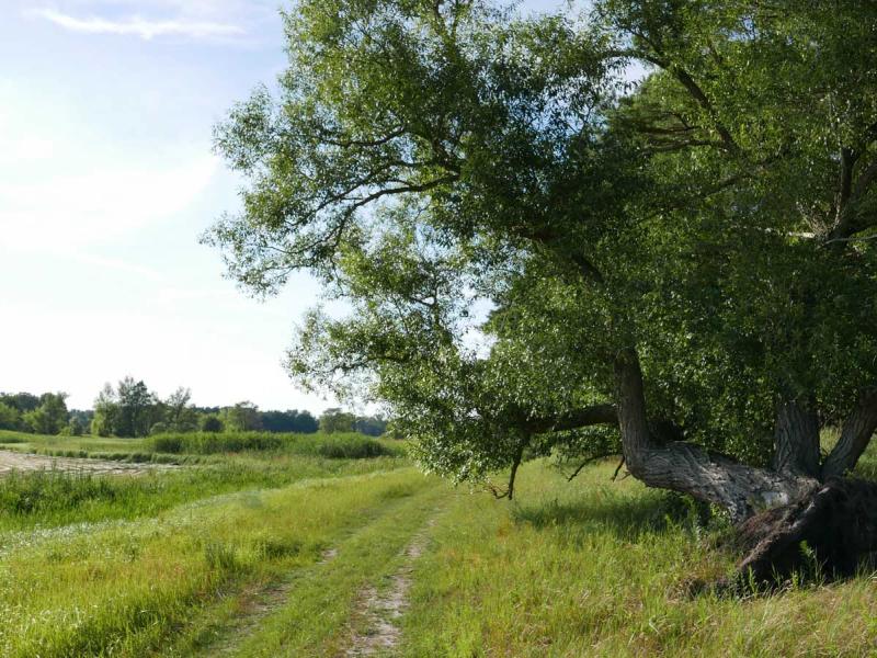 Ścieżka Bobrowy Szlak - Czmoniec